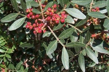 aba68e5b-edda-4e70-8571-45dd3dfac147