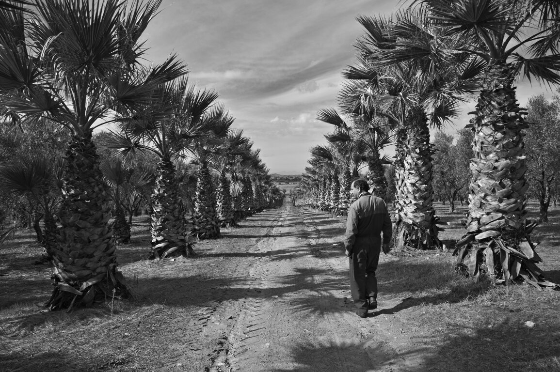 2ilvialeallinternodelloliveto-copia-copia_1 2ilvialeallinternodelloliveto-copia-copia_1