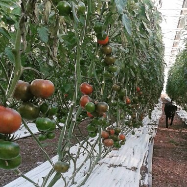 16265855_1256124167776185_8710598255453374765_n