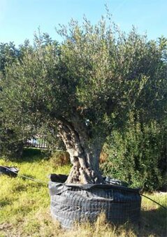 olivo1 olivo1