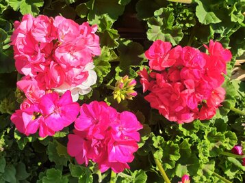 621464c7-cd0b-456a-a32c-aa7ef390d9a8