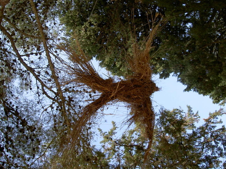 uccello in paglia 2004.jpeg