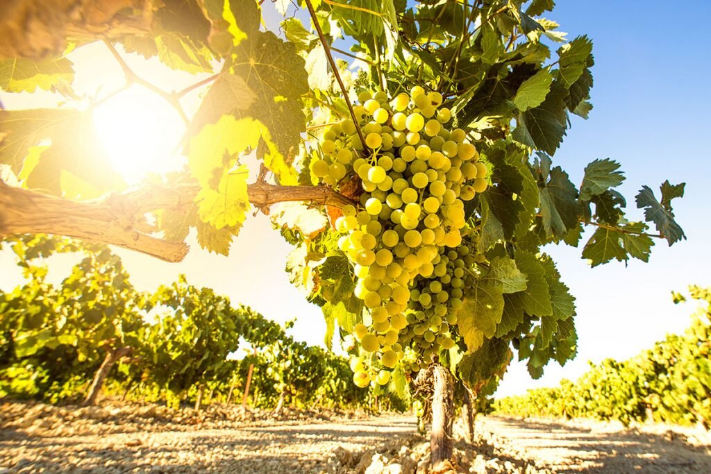 L'enoturismo: un'opportunit&agrave; per la tua azienda