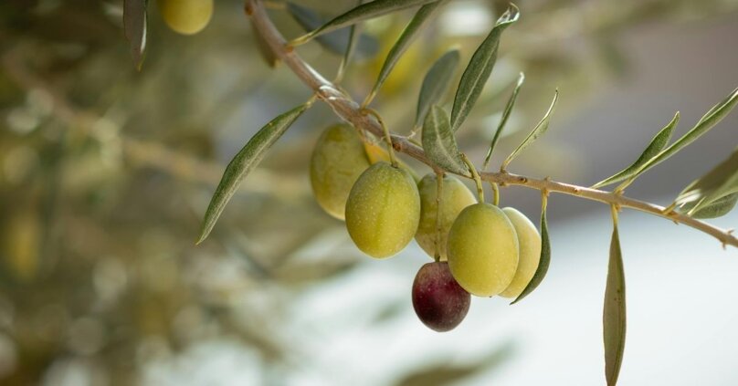 olive_2_abcff8bf8f.jpeg olive_2_abcff8bf8f.jpeg