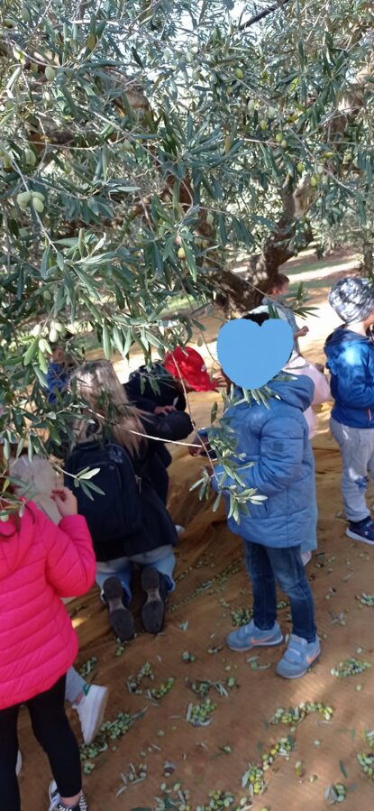 bimbi raccolta olive.jpeg bimbi raccolta olive.jpeg