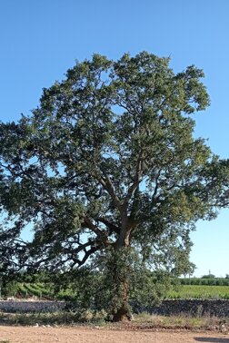 quercia.jpeg quercia.jpeg