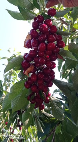 ciliegie.jpeg ciliegie.jpeg