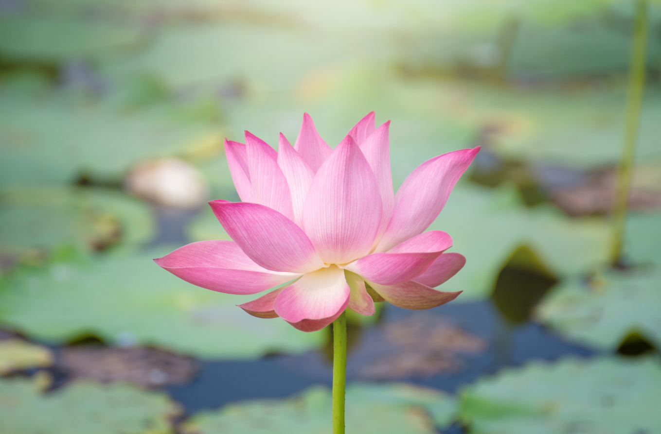 medicina funzionale monza medicina funzionale monza