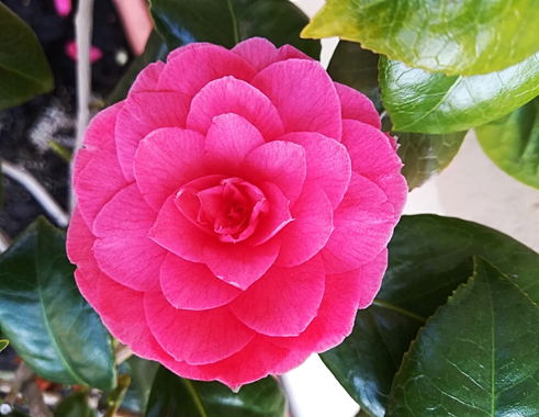 disturbi alimentari disturbi alimentari