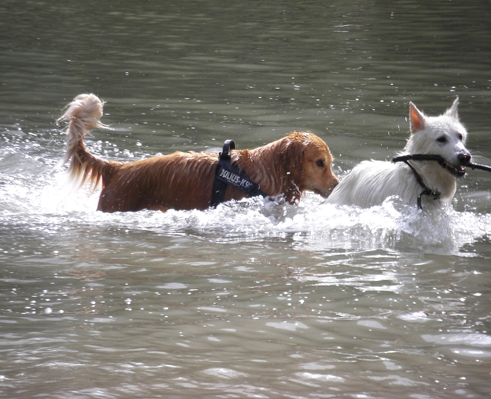 difficoltà coniugali difficoltà coniugali
