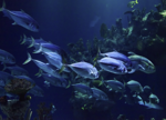 doccia-serie-blu-oceano