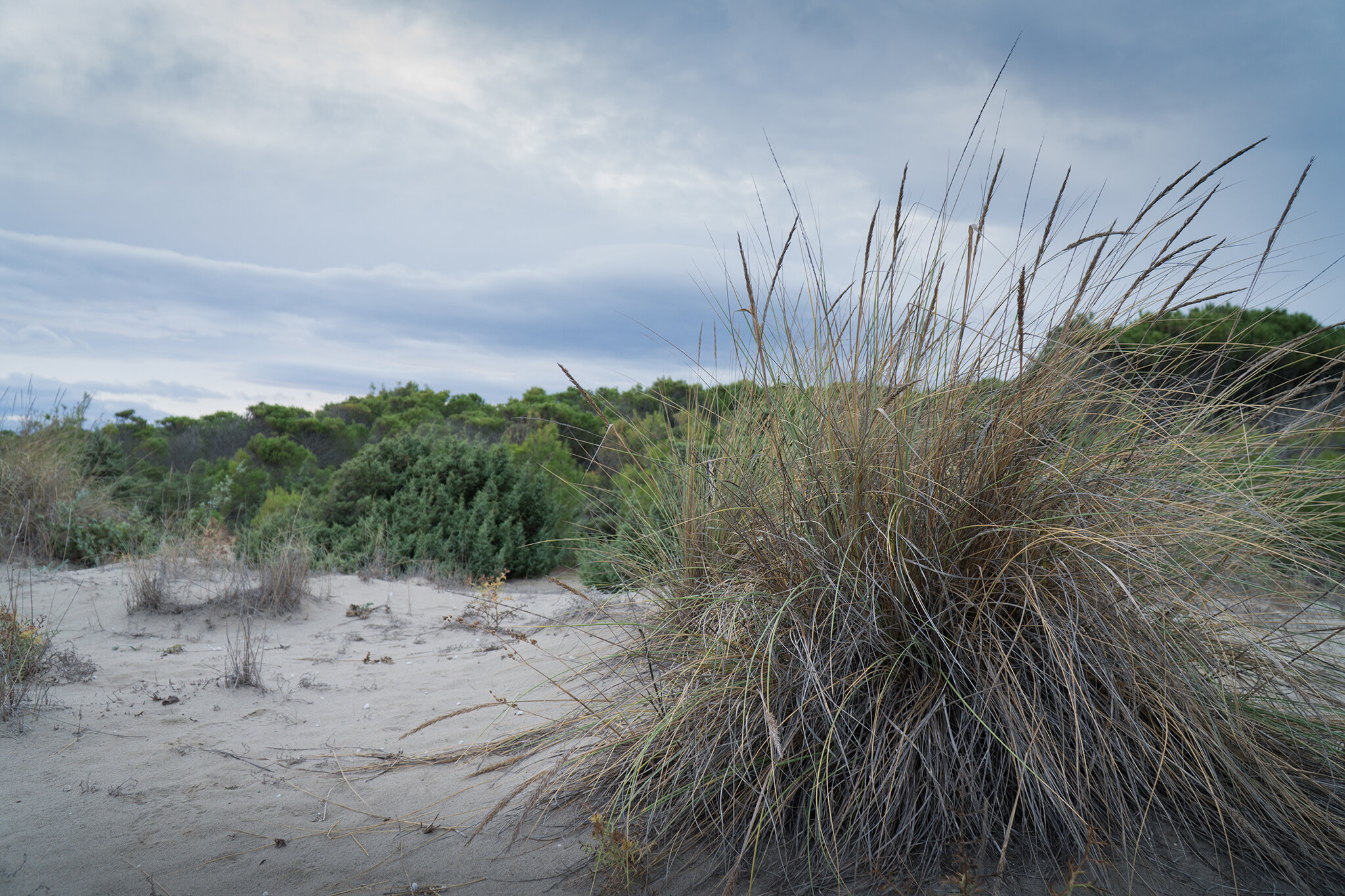 L&rsquo;importanza delle dune nel contrasto all&rsquo;erosione costiera