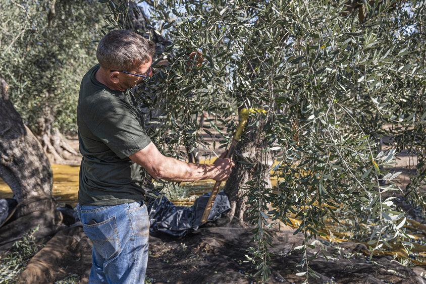 produzione olio produzione olio