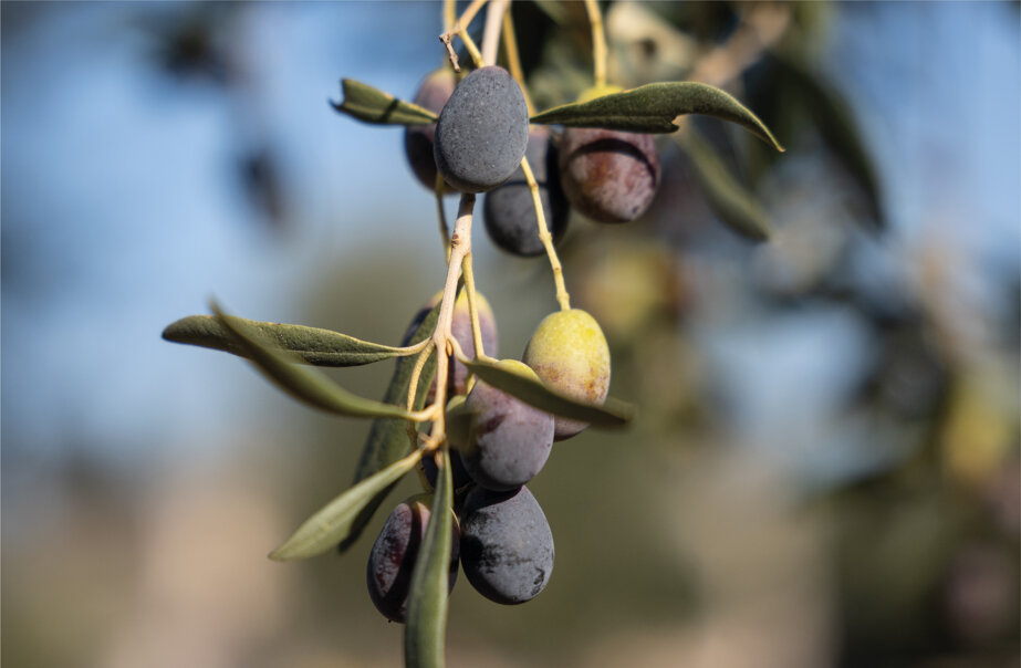 olive olive