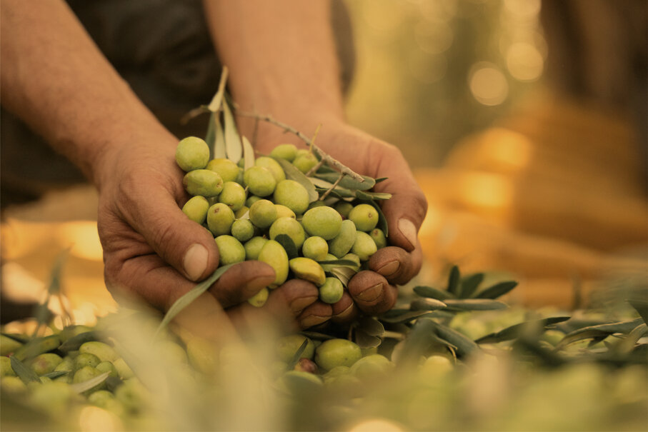 olio evo olio evo