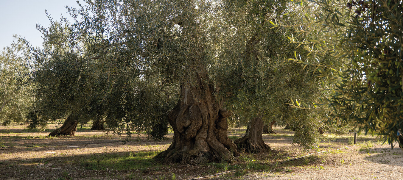 Ulivi e olio Ulivi e olio