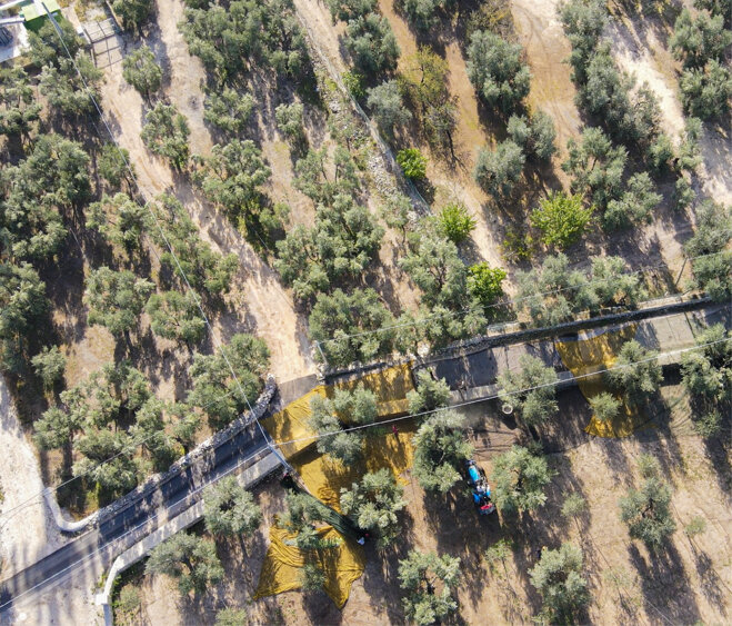 oliveti oliveti