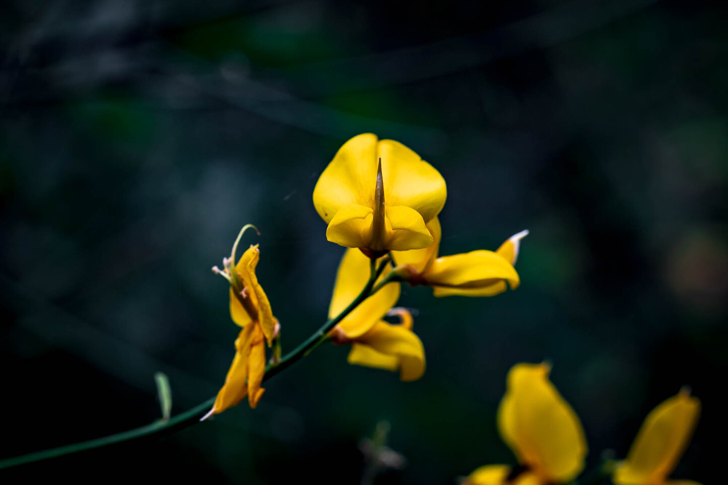 30052021-30052021-sentiero sopra serra pizzuta-030.jpeg