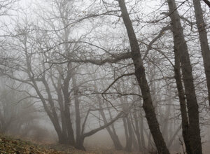 nebbia%20nella%20bosco-9.jpeg