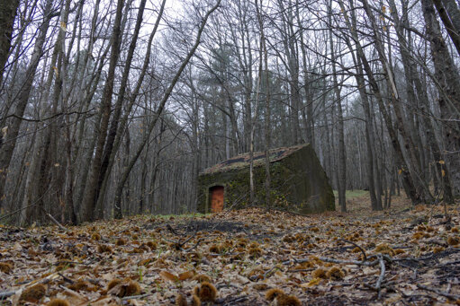 Portfolio fogliame e fiori - felce