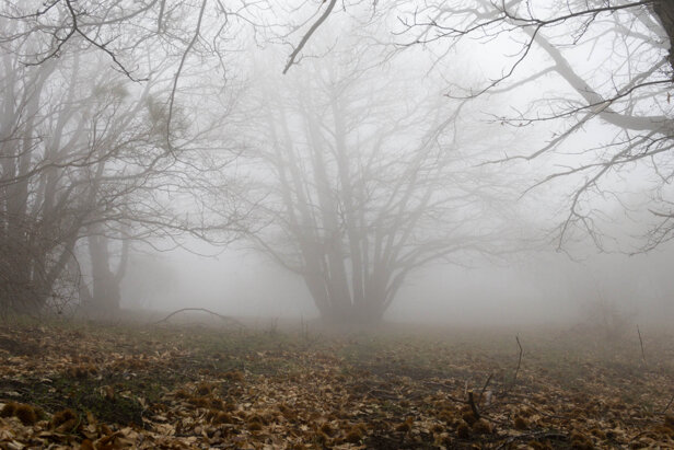 nebbia nella bosco-5.jpeg