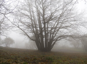 nebbia%20nella%20bosco-4.jpeg