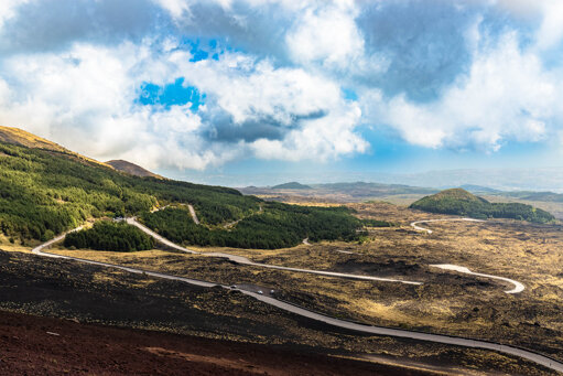 Portfolio fogliame e fiori - felce