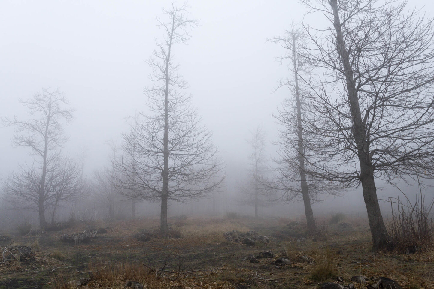 nebbia nella bosco-9.jpeg