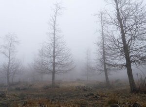 nebbia%20nella%20bosco-7.jpeg