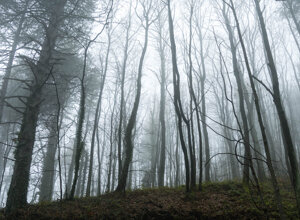 nebbia nella bosco-5.jpeg