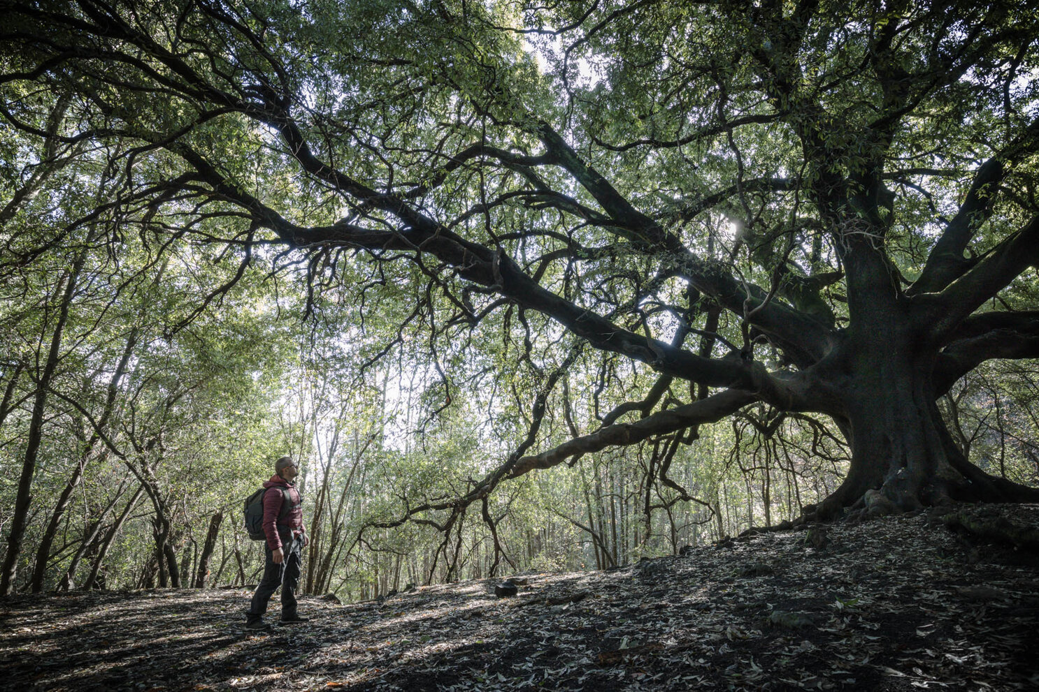 ilice di carrinu-010.jpeg