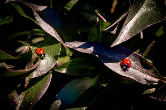 29122025-29.12.2025 sent. m.concilio - m. gemellaro-9272.jpeg