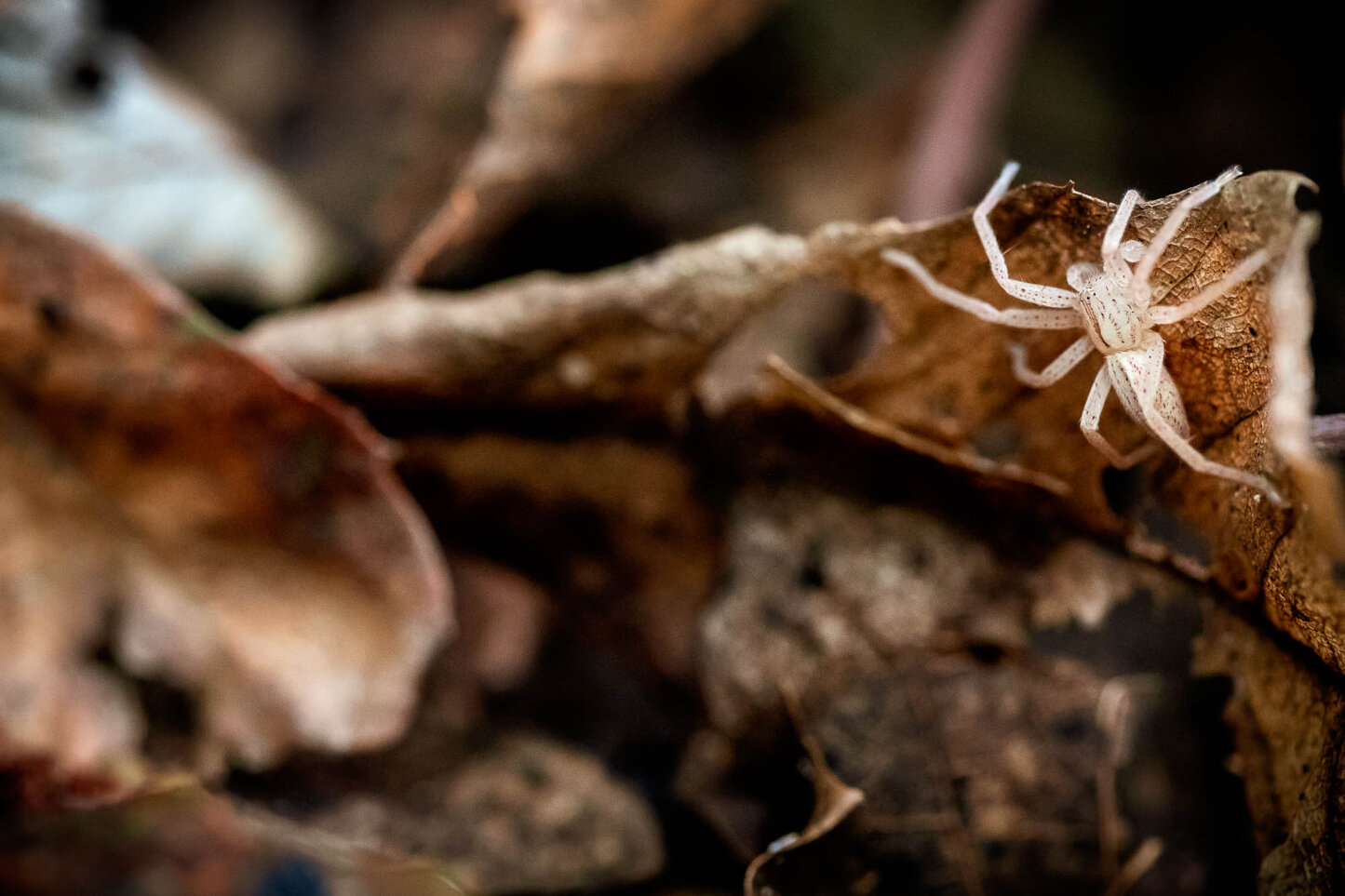 18102020-18102020-raccolta castagne 18-10-2020-12-2.jpeg