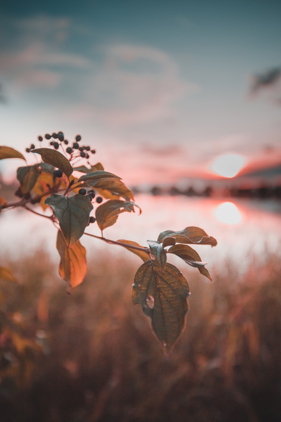 39375_14264c0f1f4c23729ee9dcb1dea79250043e183f