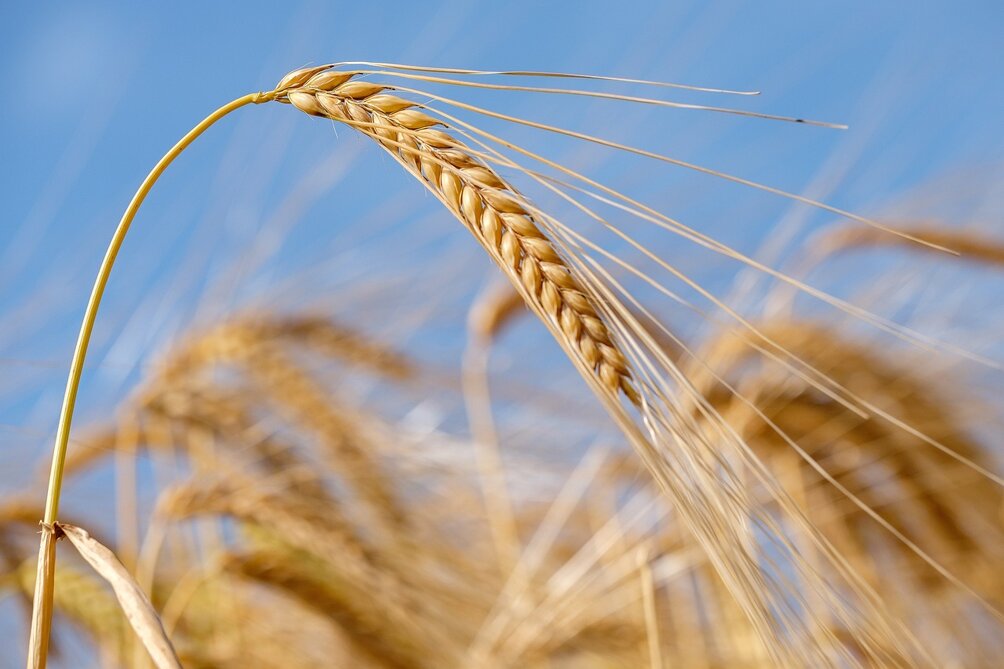 wheat-4317957_1280.jpeg wheat-4317957_1280.jpeg