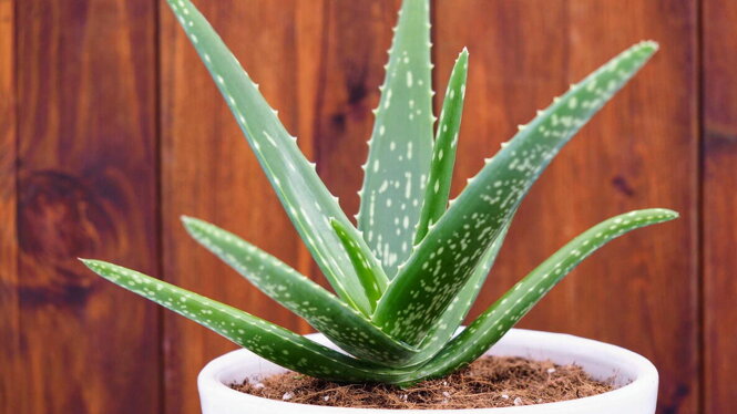 aloe-vera-white-pot_sunwand24-ss_edit_0.jpeg