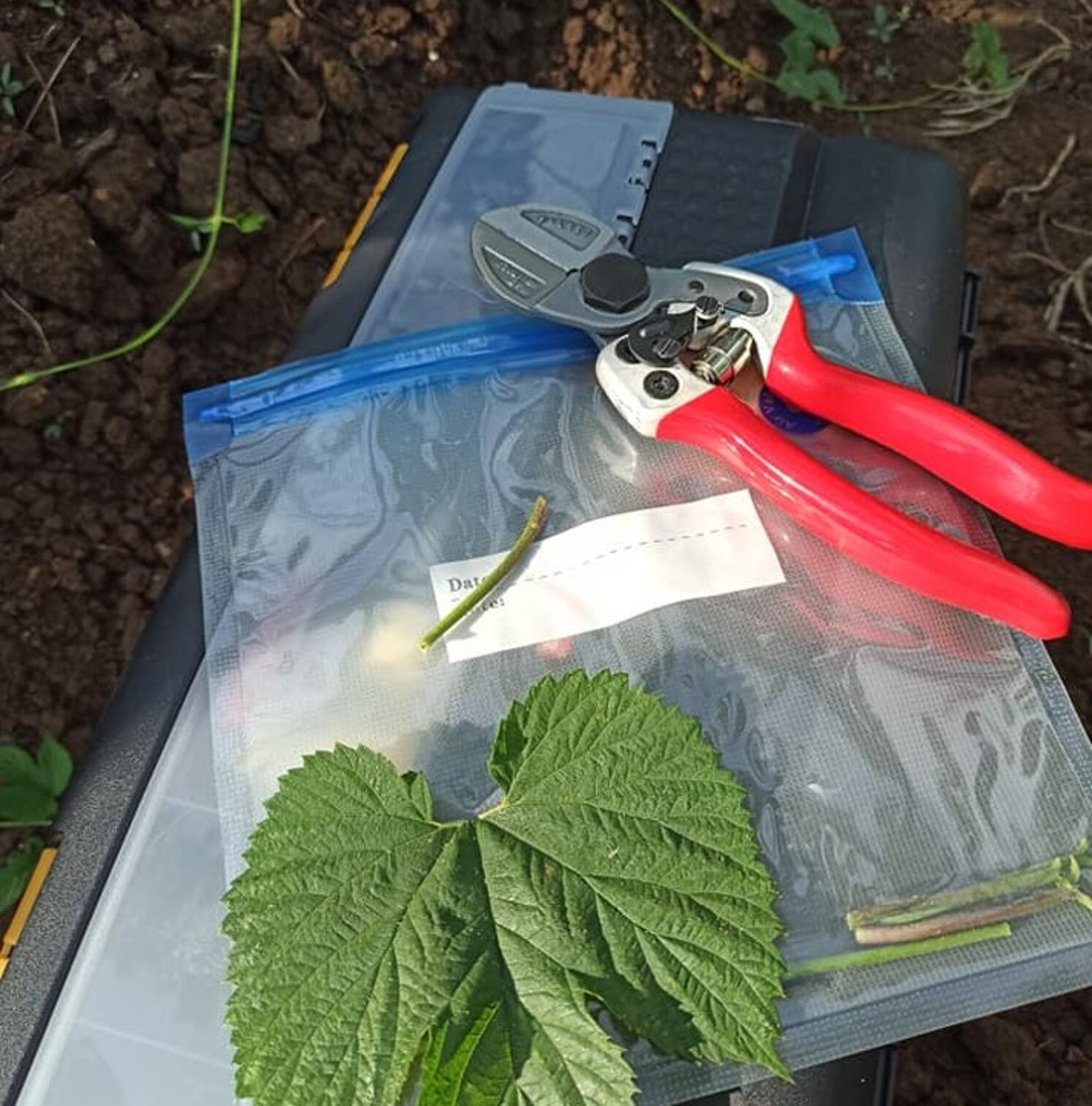 analisi diagnostica fogliare suolo campionamento soil agronomo agronomia luppolo hop beer birra green