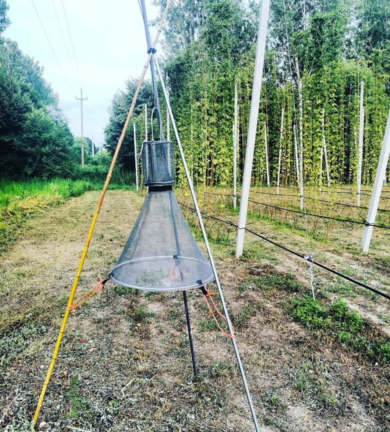 analisi suolo campionamento soil agronomo agronomia luppolo hop beer diagnostica fogliare birra green fitosanitari insetti