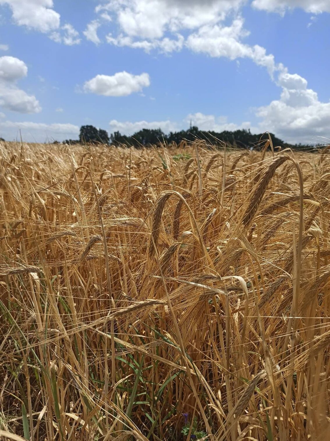 analisi suolo campionamento soil agronomo agronomia luppolo hop beer diagnostica fogliare birra green fitosanitari insetti barley orzo