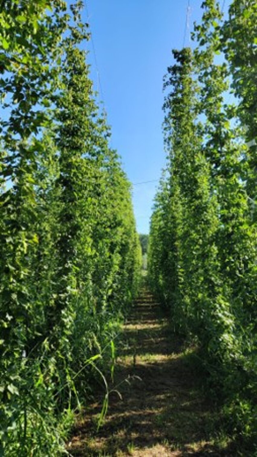 analisi suolo campionamento soil agronomo agronomia luppolo hop beer diagnostica fogliare birra green fitosanitari insetti