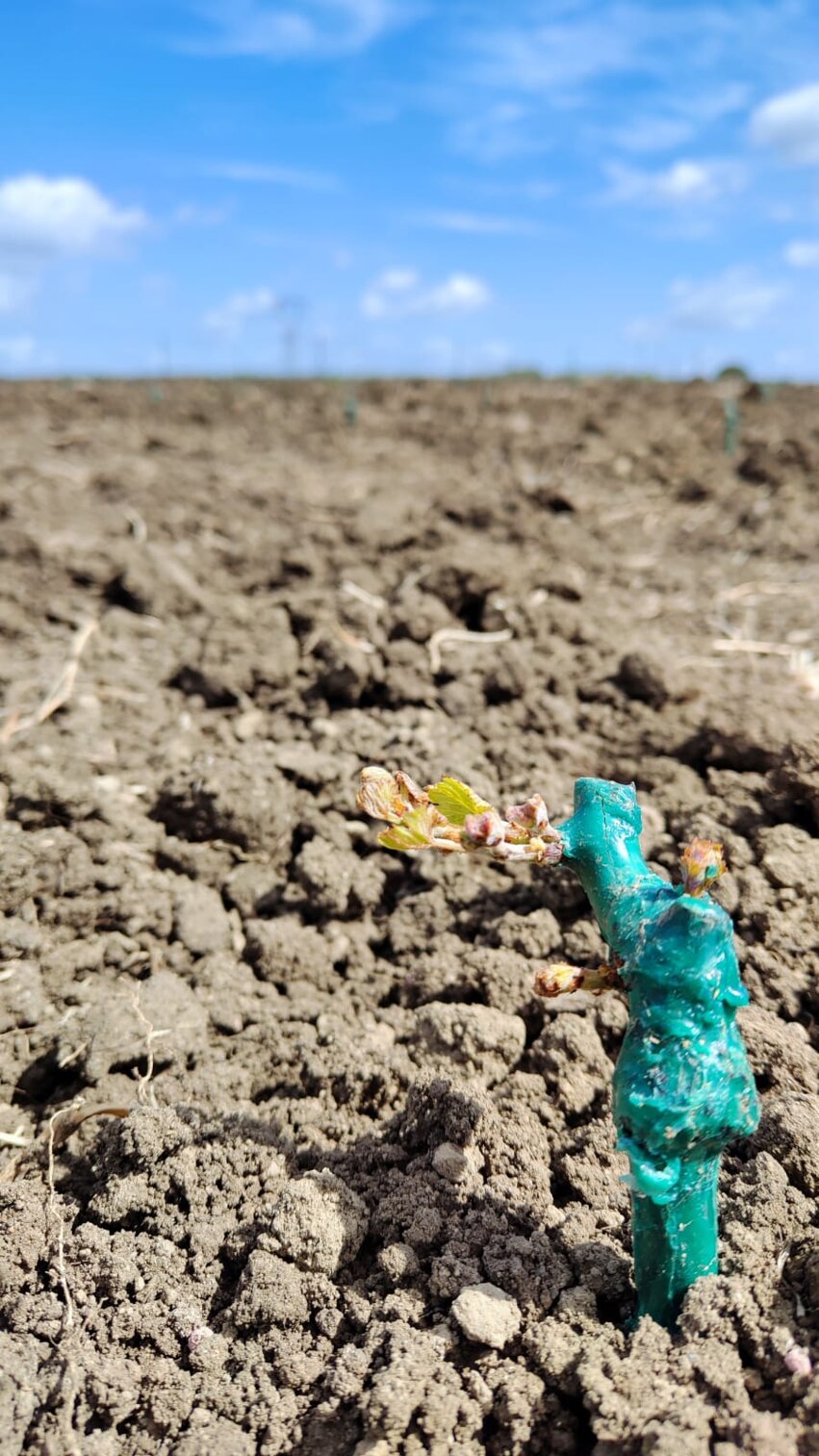 analisi suolo campionamento soil agronomo agronomia luppolo hop beer diagnostica fogliare birra green fitosanitari insetti vite wine vino grape