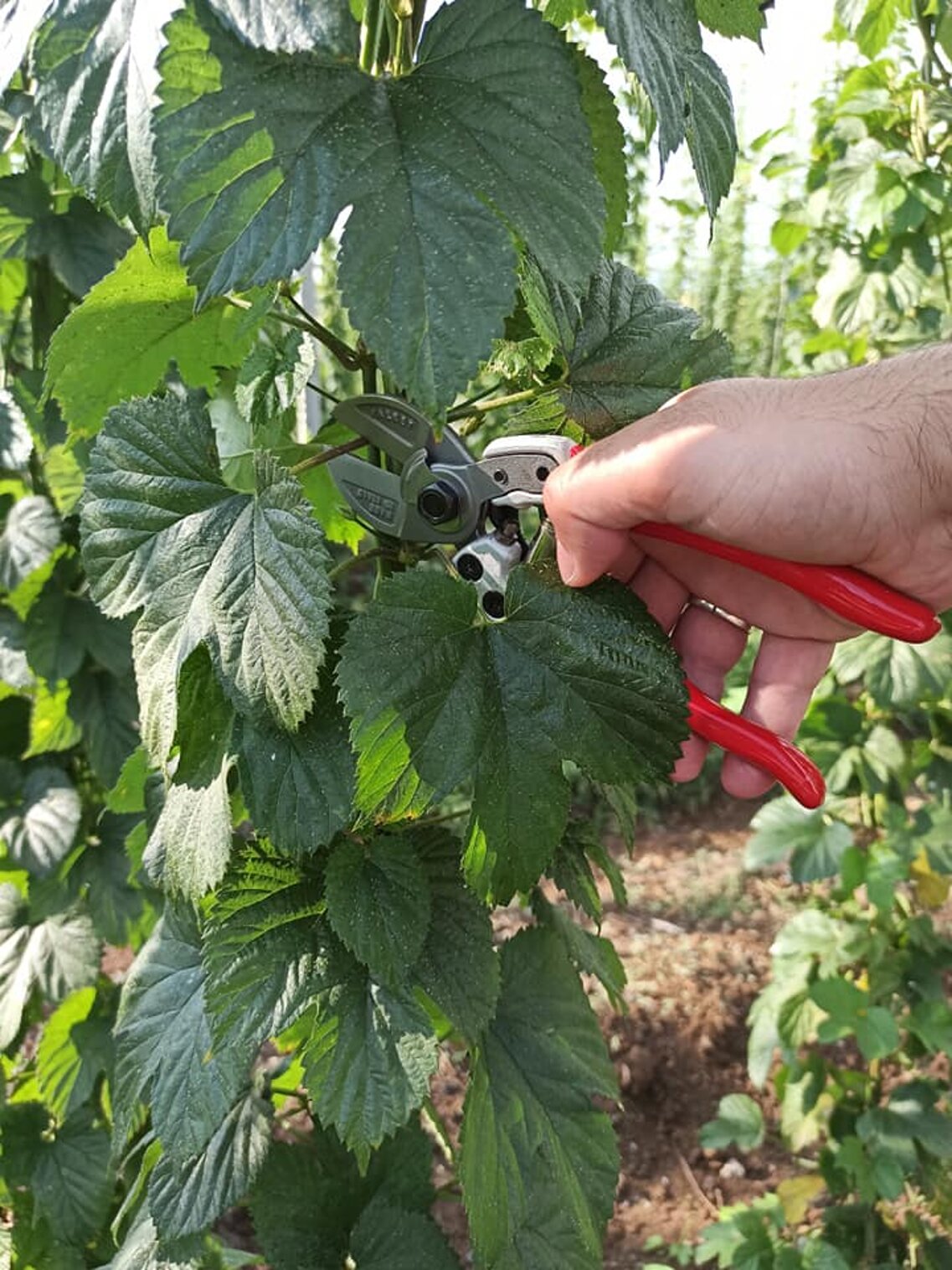 39578_52e700ea99a8d389d1eaaa44a8cf238f09aa298a