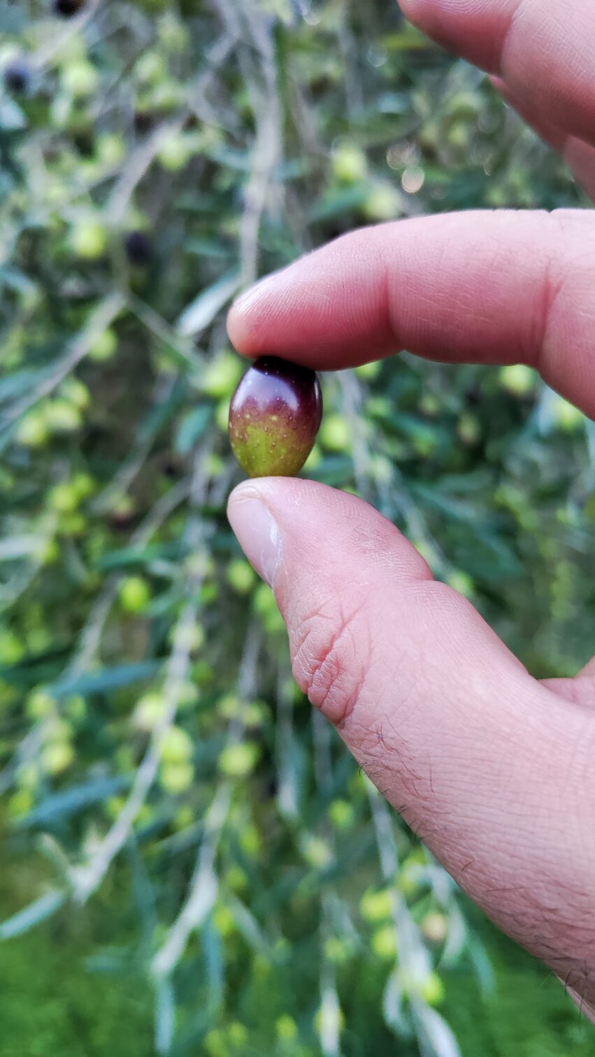analisi suolo campionamento soil agronomo agronomia luppolo hop beer diagnostica fogliare birra green fitosanitari insetti vite wine vino grape olivo EVO olive oil