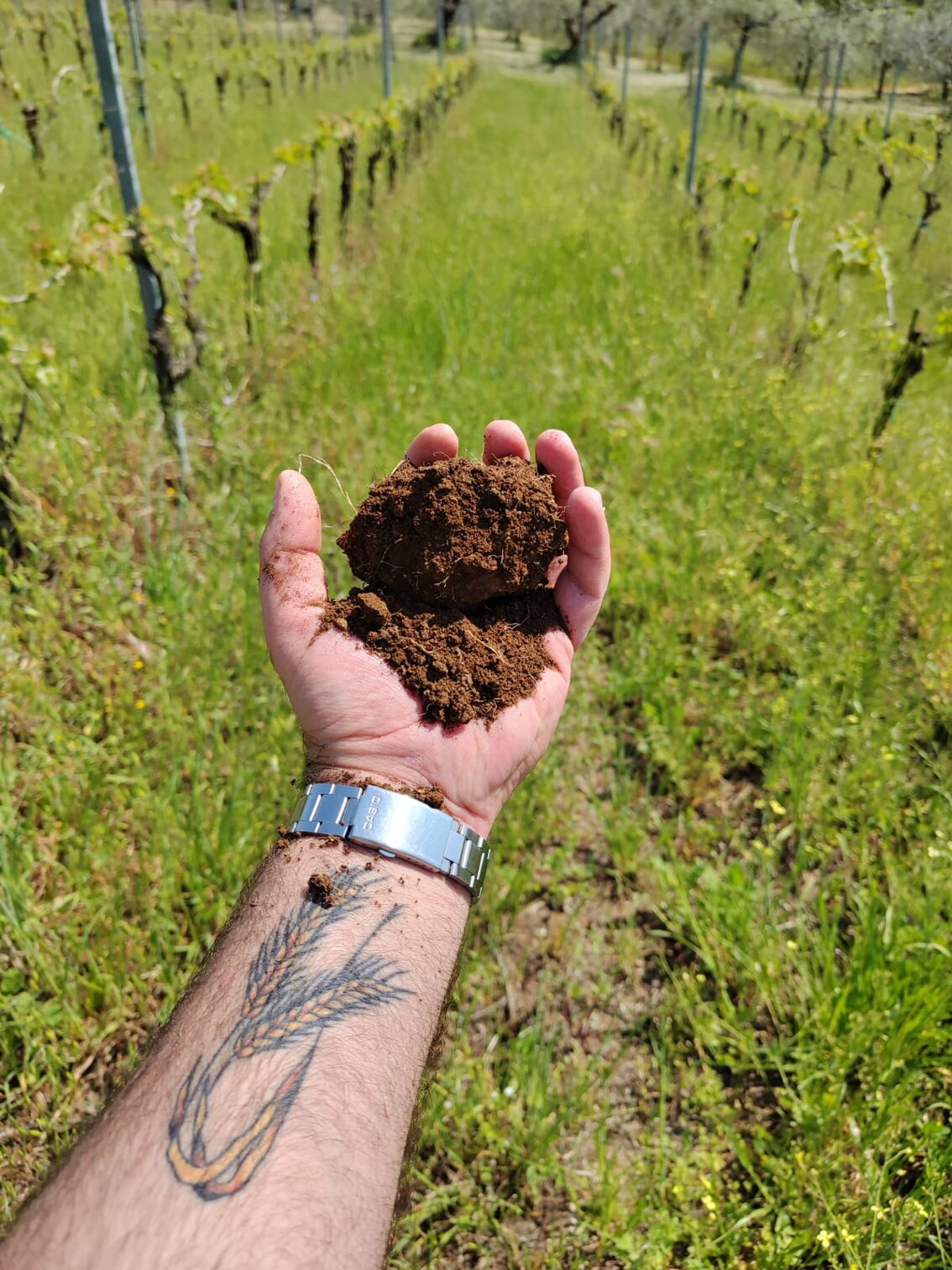 analisi suolo campionamento soil agronomo agronomia luppolo hop beer diagnostica fogliare birra green fitosanitari insetti vite wine vino grape