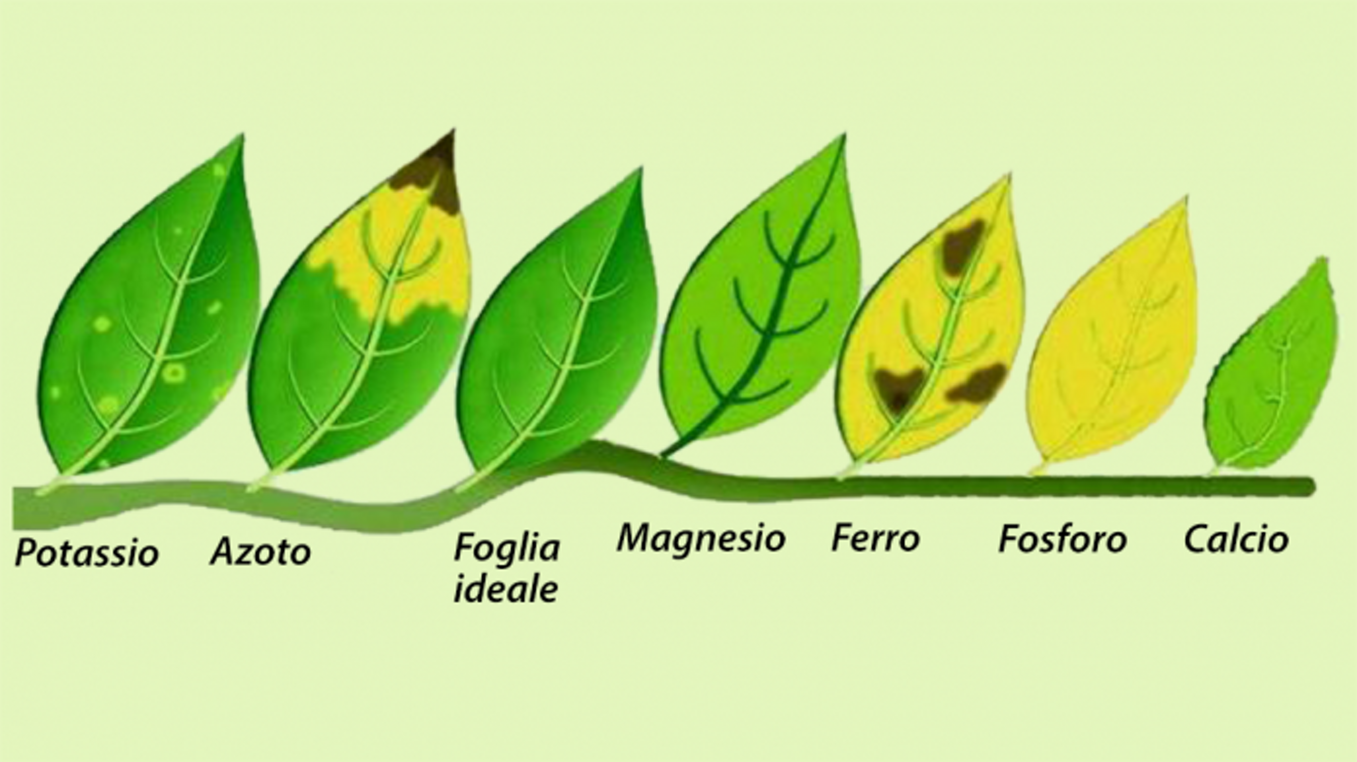 analisi suolo campionamento soil agronomo agronomia luppolo hop beer diagnostica fogliare birra green fitosanitari insetti