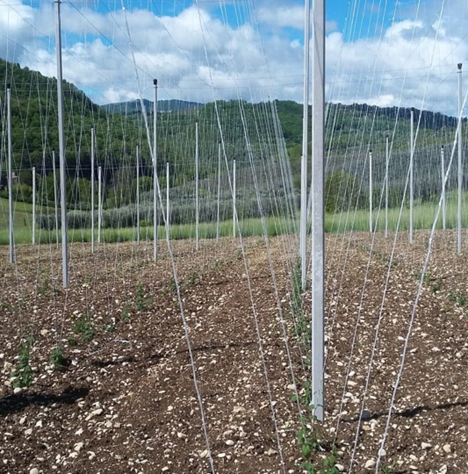 analisi suolo campionamento soil agronomo agronomia luppolo hop beer birra green