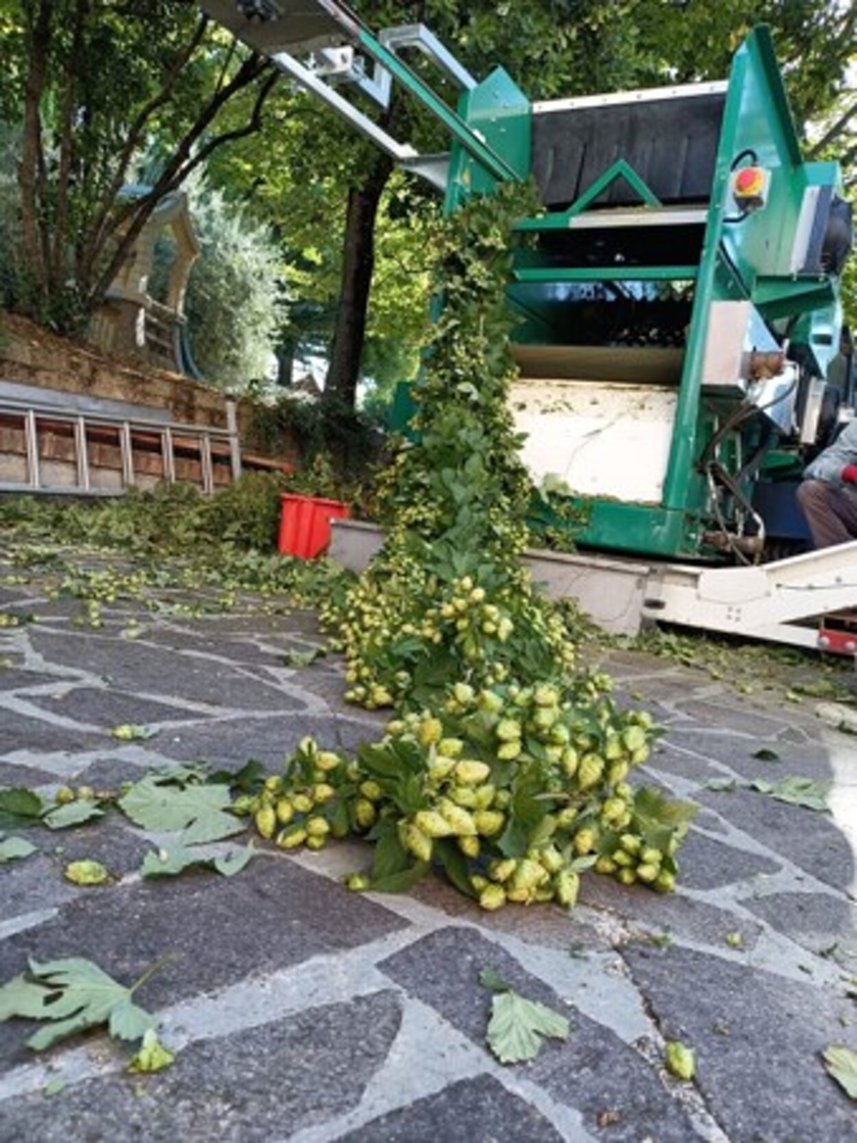 rccolta piccola .jpeg