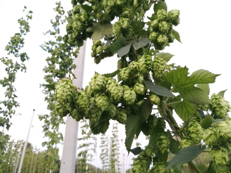 39578_bf212b927be6abe965da0b49559a0c8775785127