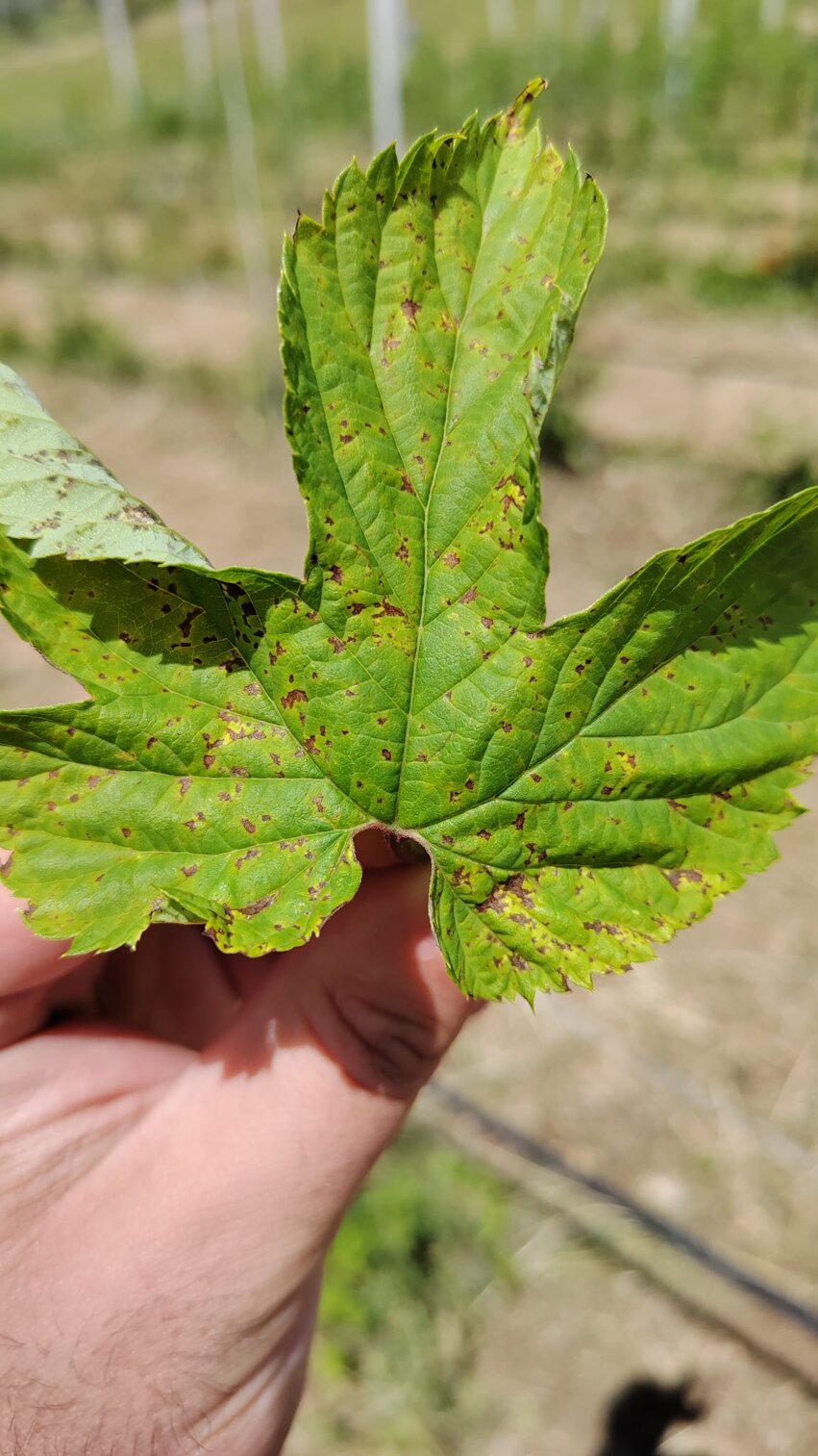 analisi suolo campionamento soil agronomo agronomia luppolo hop beer diagnostica fogliare birra green fitosanitari insetti
