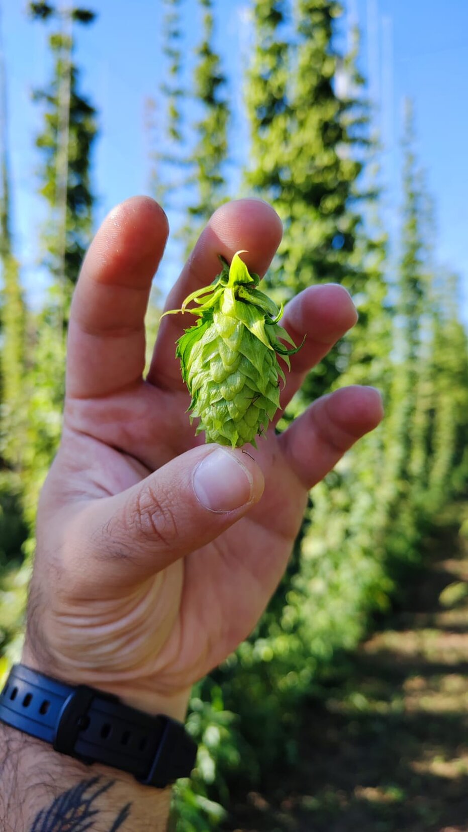 immagine whatsapp 2023-04-18 ore 11.35.44.jpeg